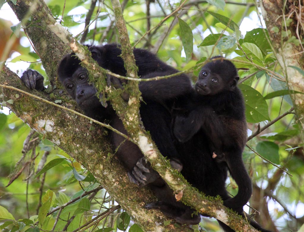 Monkey Corridor