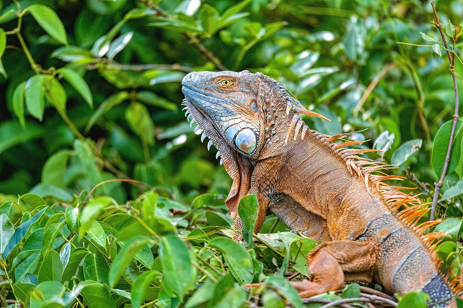 Iguana Sunning Rock