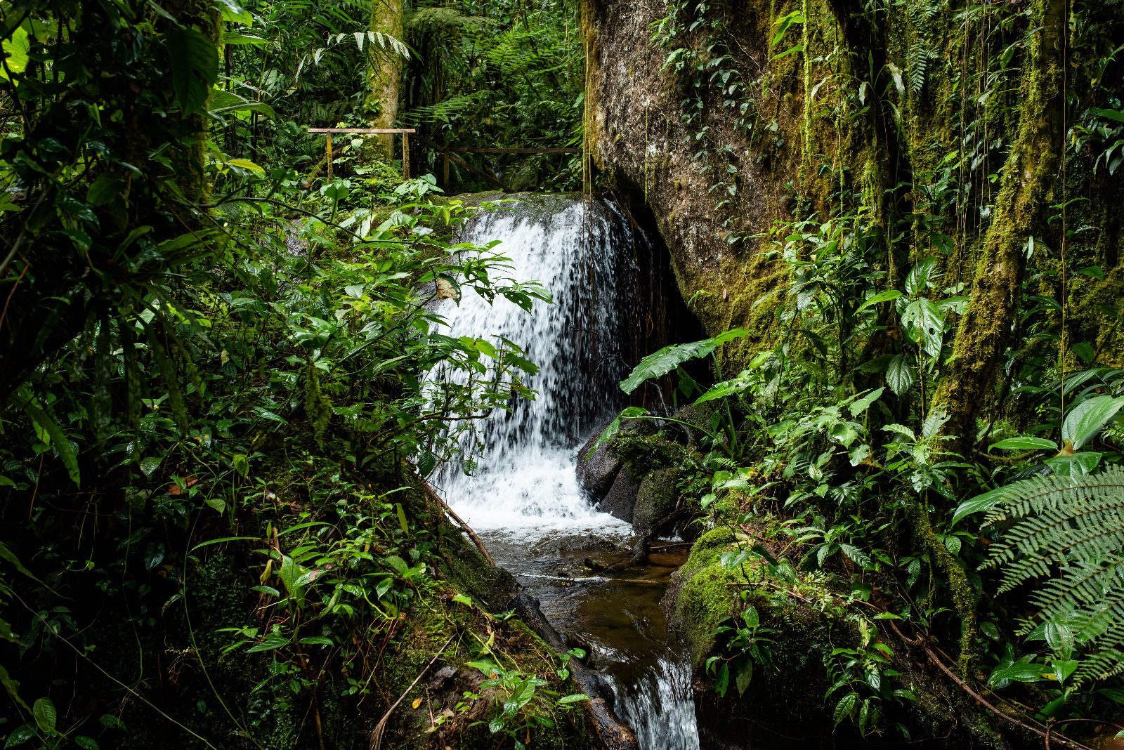 Riparian Vegetation