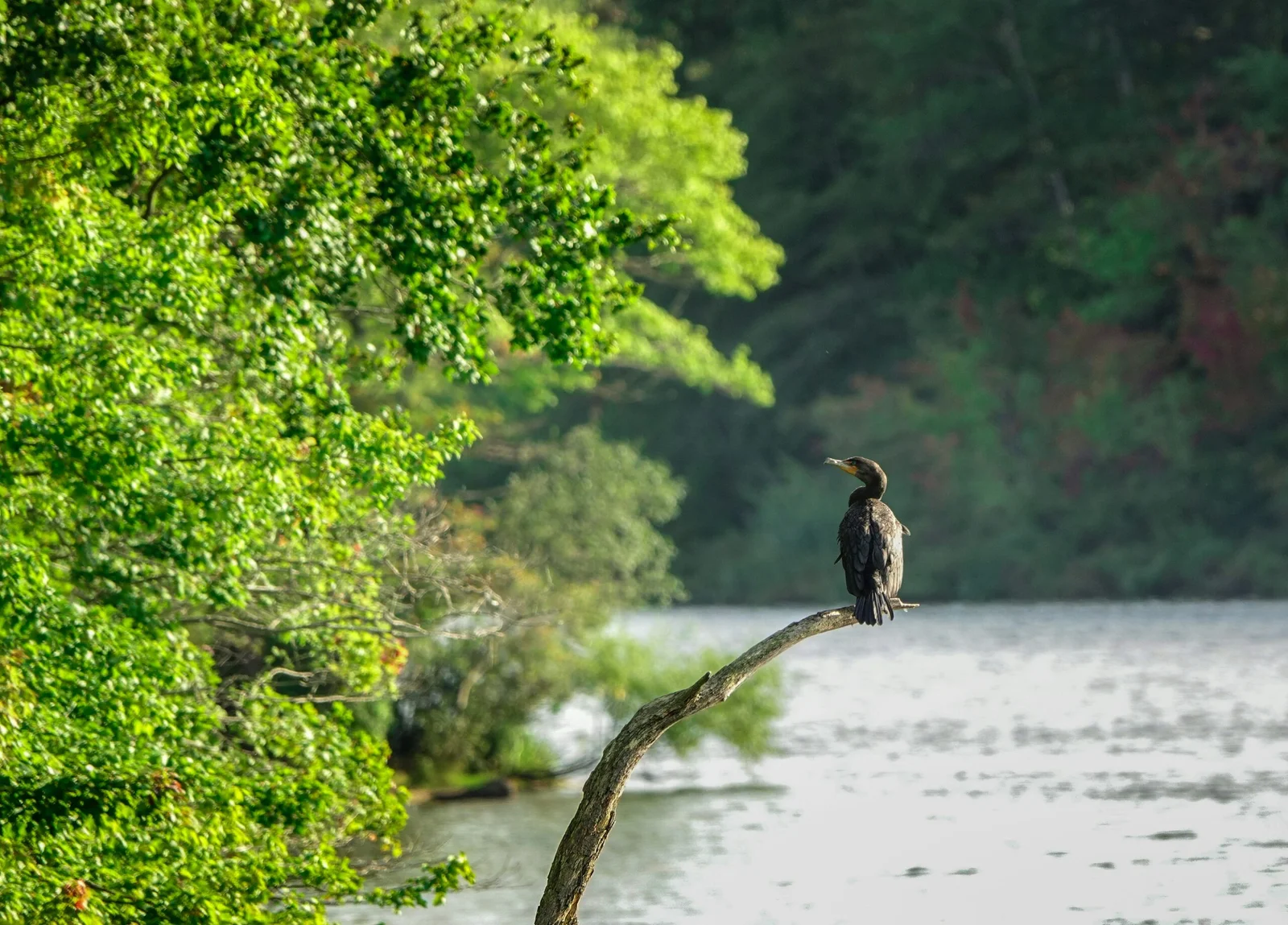 River Bend Wildlife Corridor