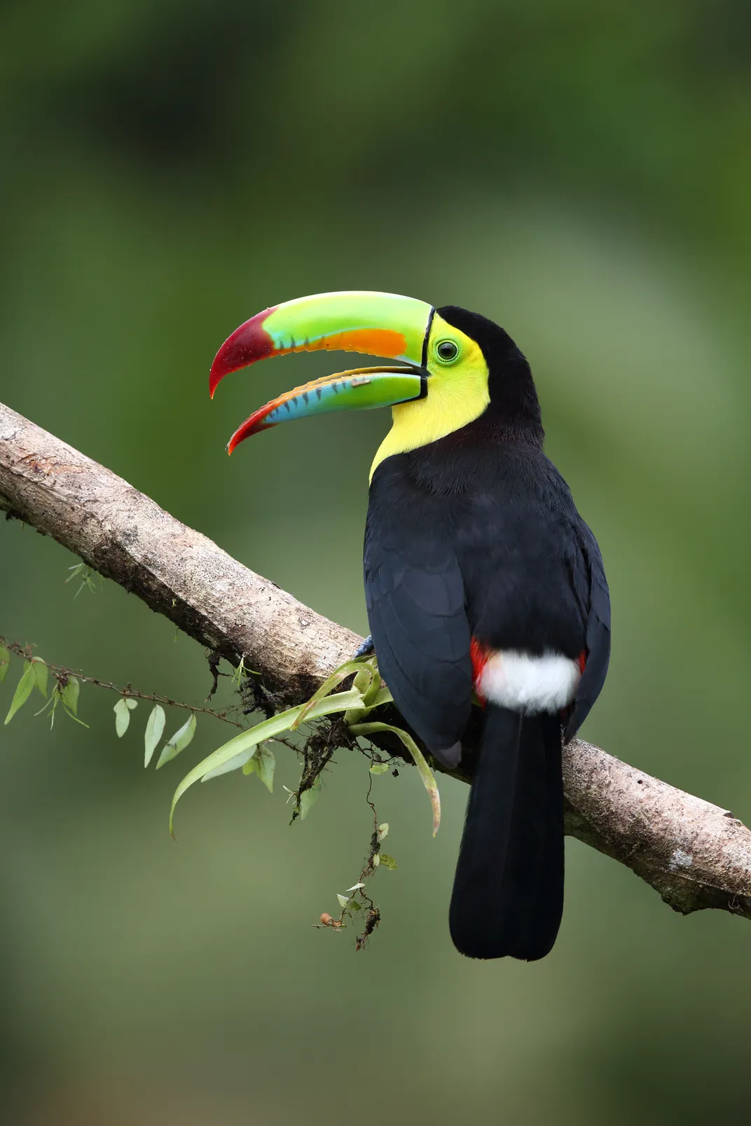Tropical Birdlife