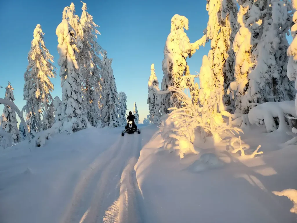 Arctic Pine Forest Trail
