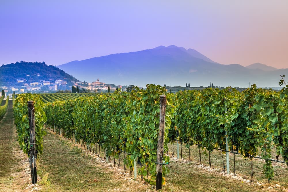 The Vineyard Rows