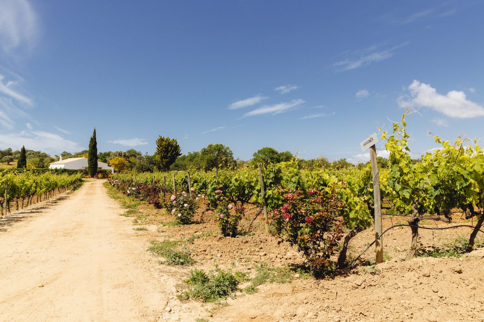 Vineyard Rows
