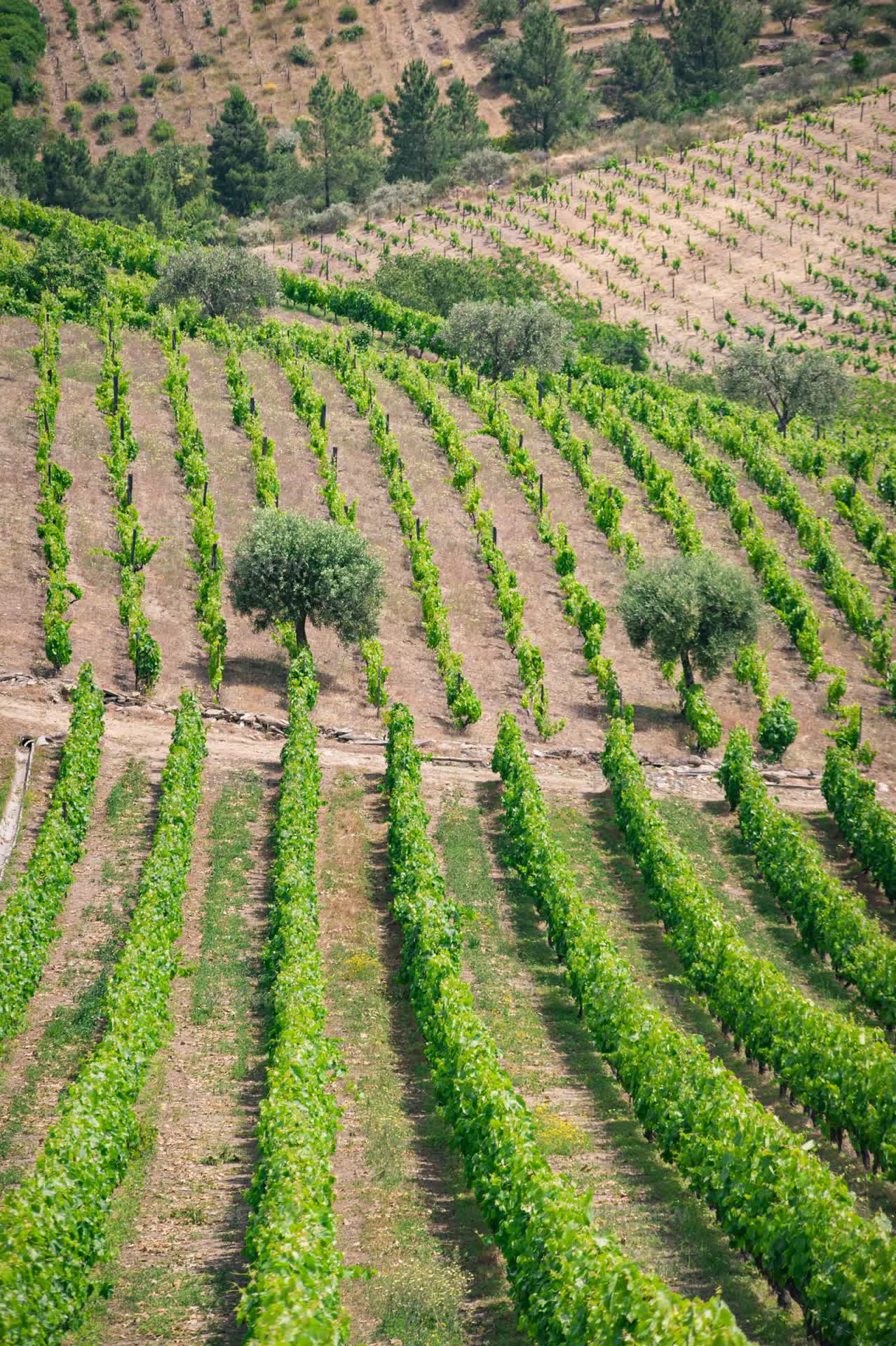 Vineyard Rows