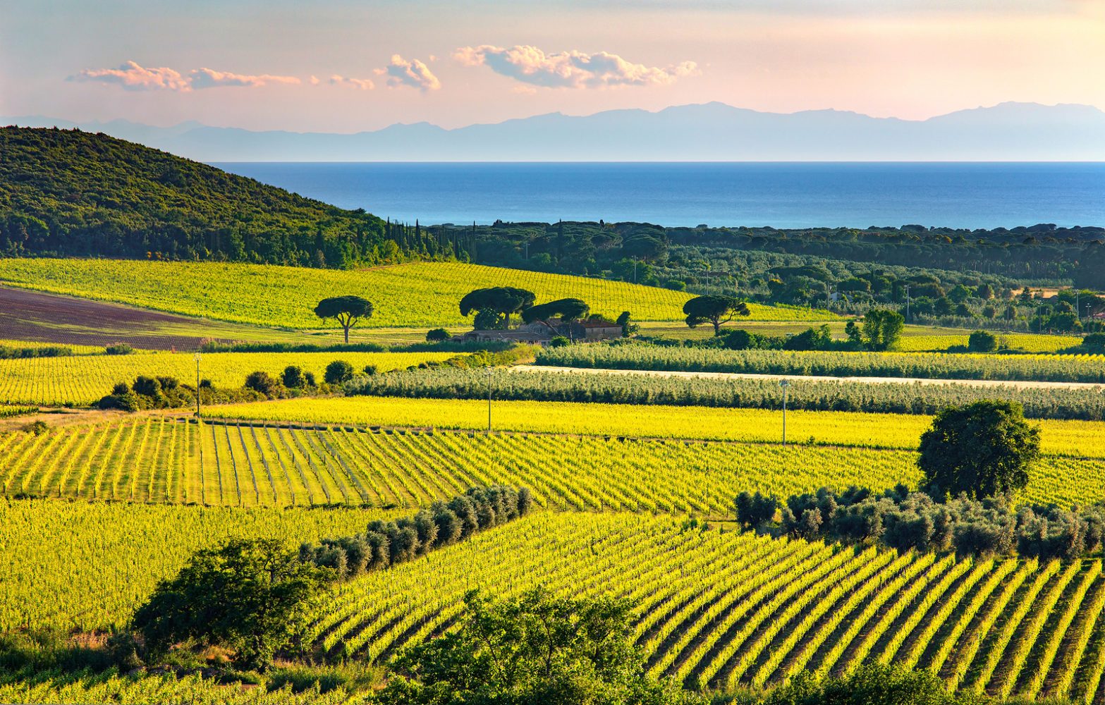 Vineyard Rows