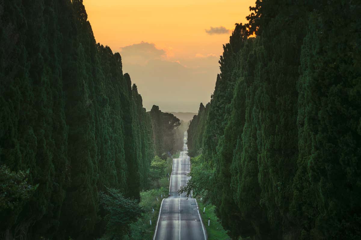 Viale dei Cipressi