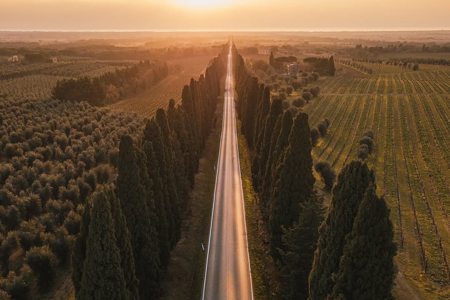 Arrival in Bolgheri