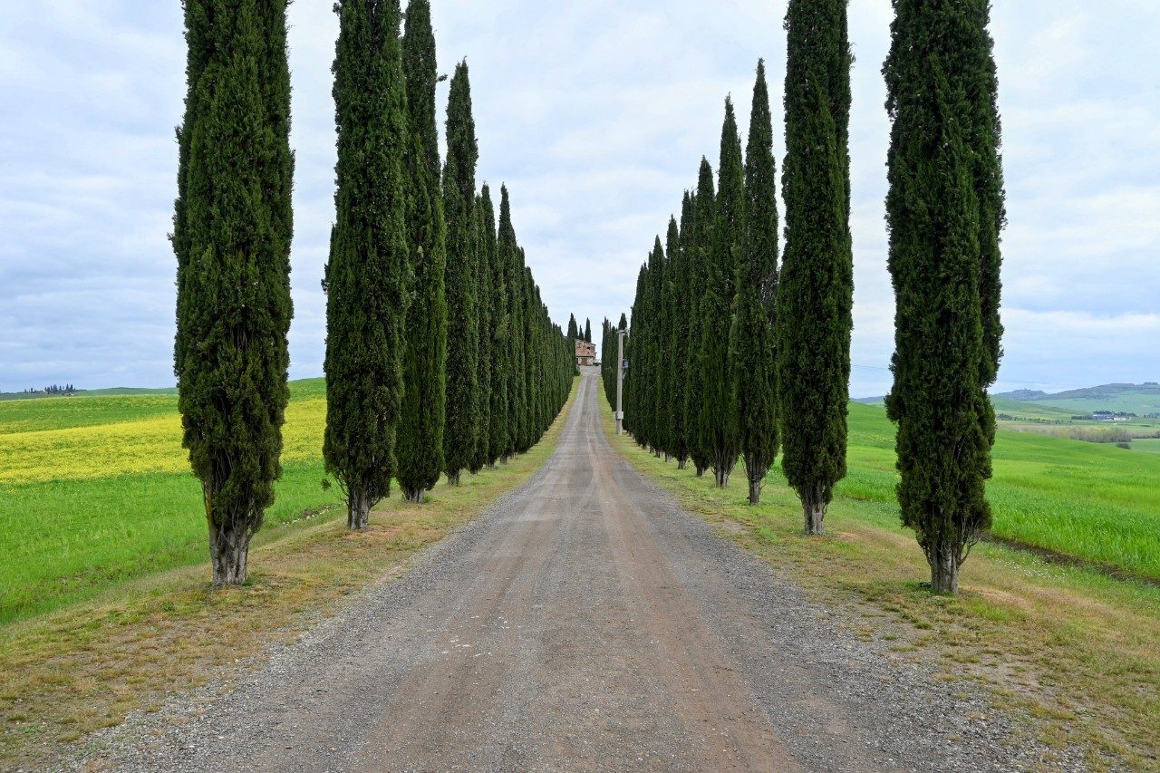 Viale dei Cipressi