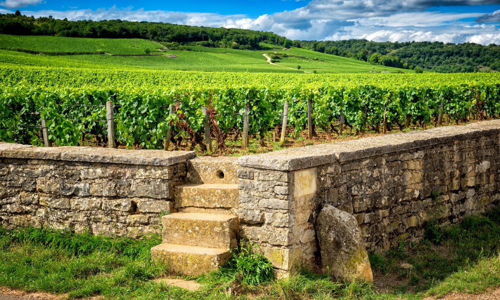 Vosne-Romanée Vineyards
