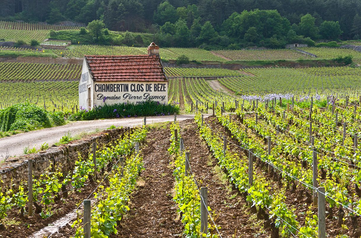 Gevrey-Chambertin Vineyards