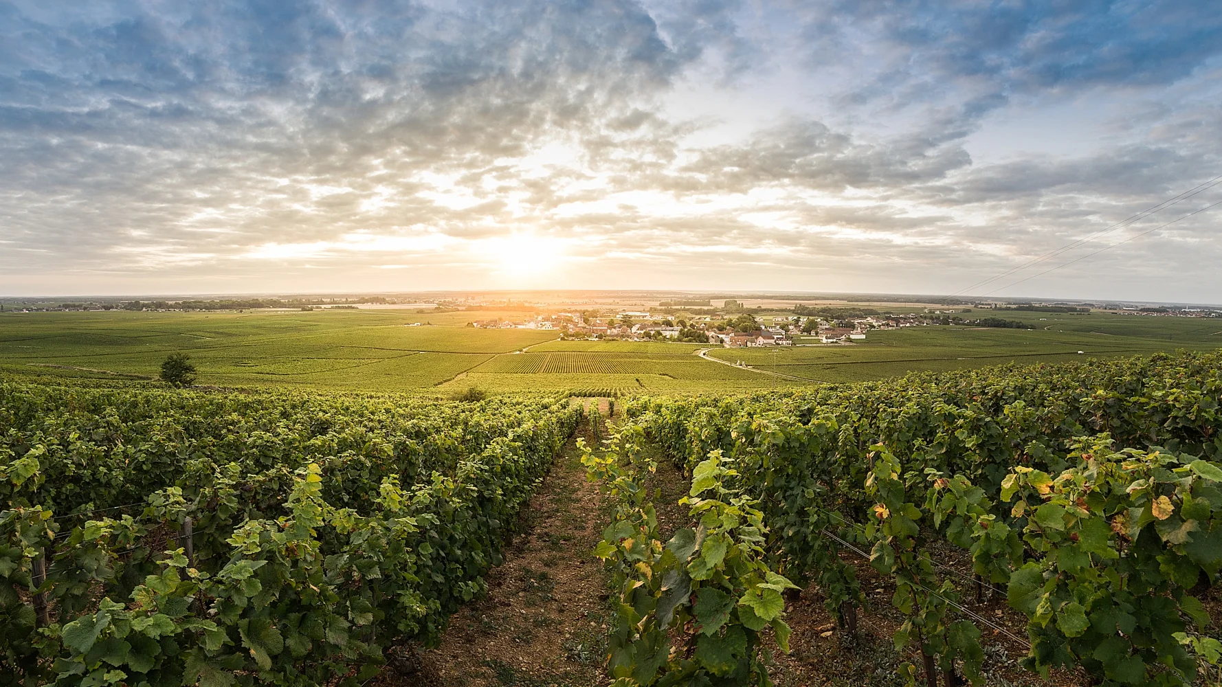 Vosne-Romanée Slope Perspective