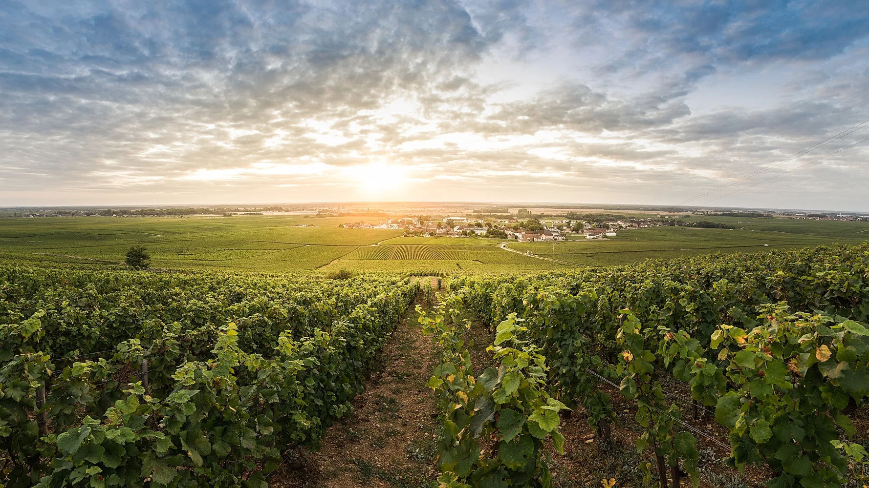 Vosne-Romanée