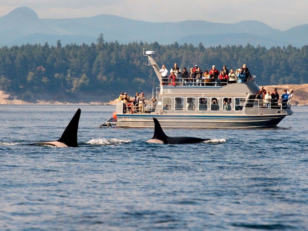 Seattle Whale Watching