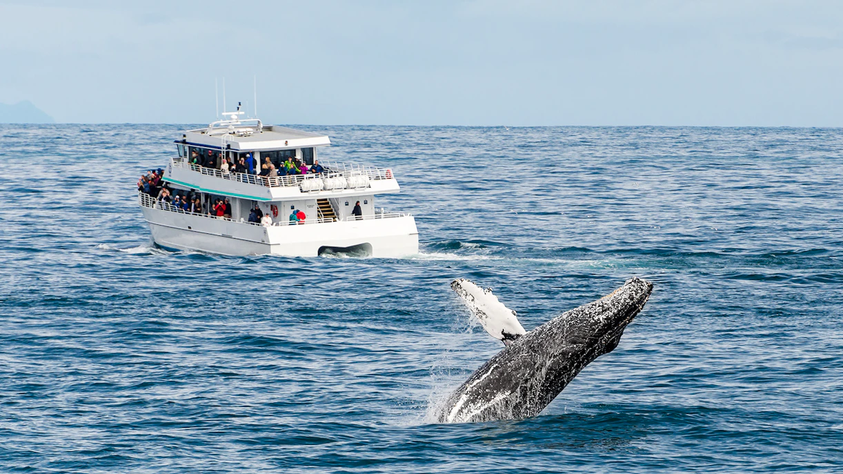 Boston Whale Watching
