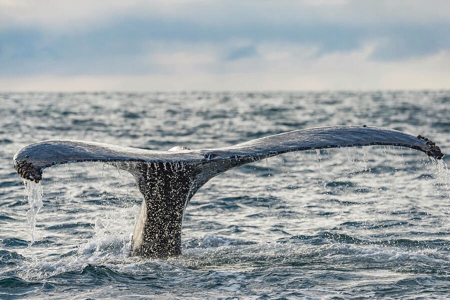 Tail Fluking