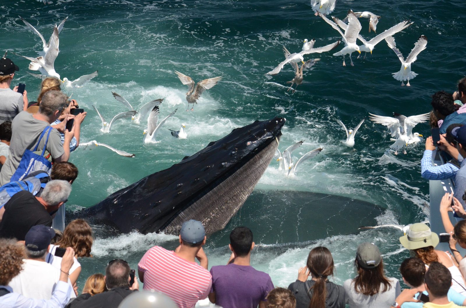 Onboard Naturalists