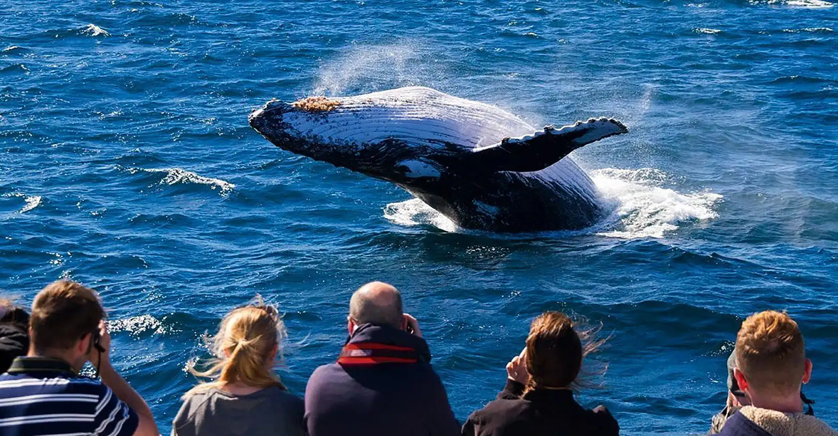 Brisbane Whale Watching