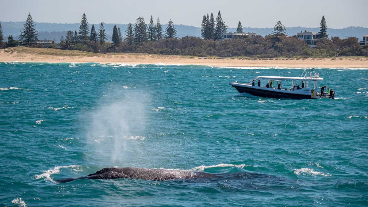 Melbourne Whale Watching