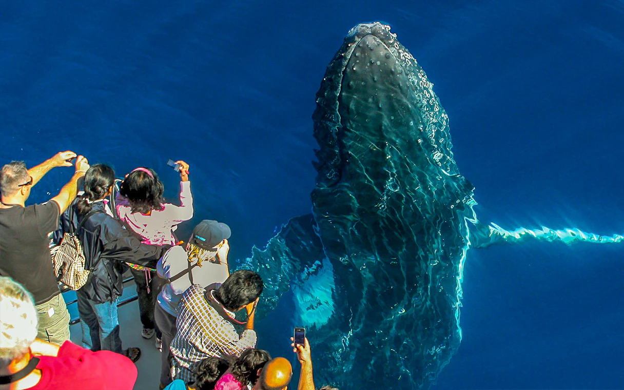Marine life observation decks