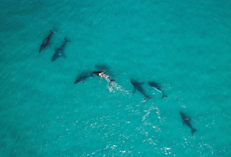 Humpback Highway