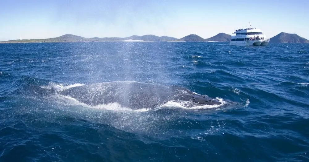 Nelson Bay Whale Watching