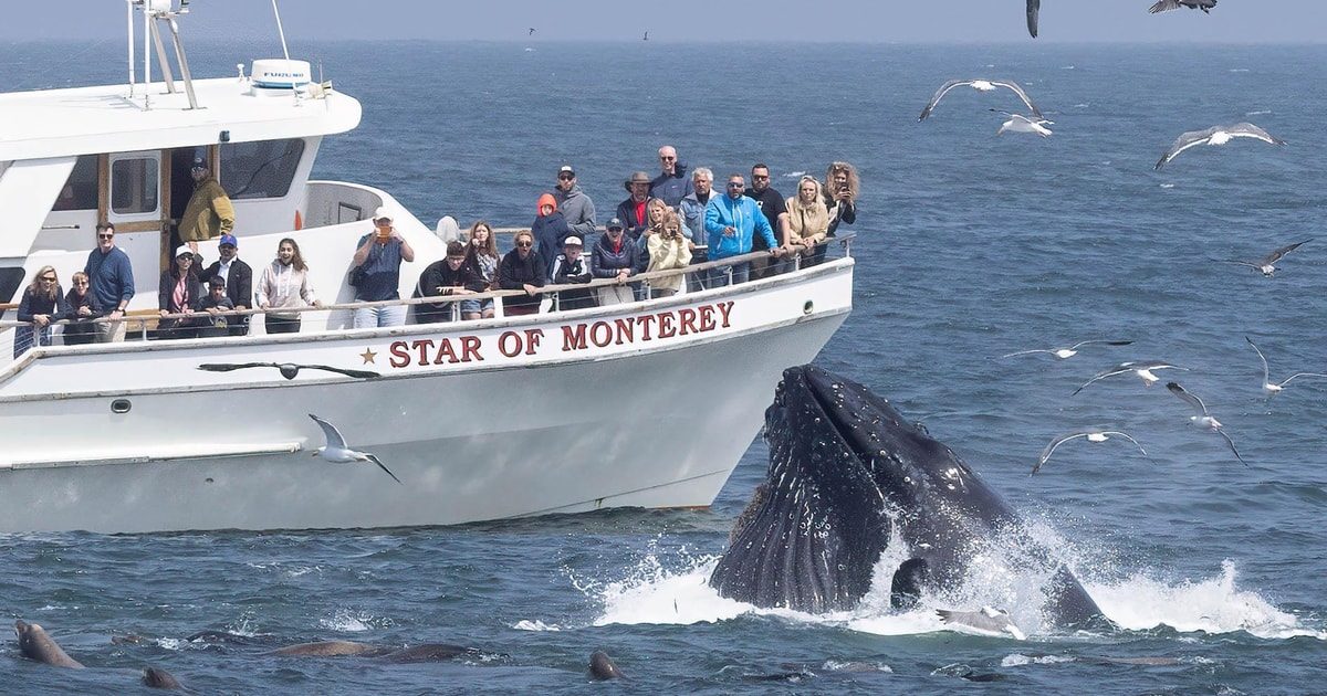 Los Angeles Whale Watching