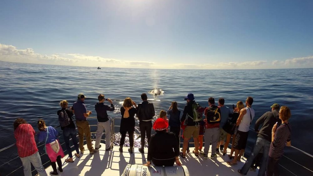 Kaikoura Whale Watching