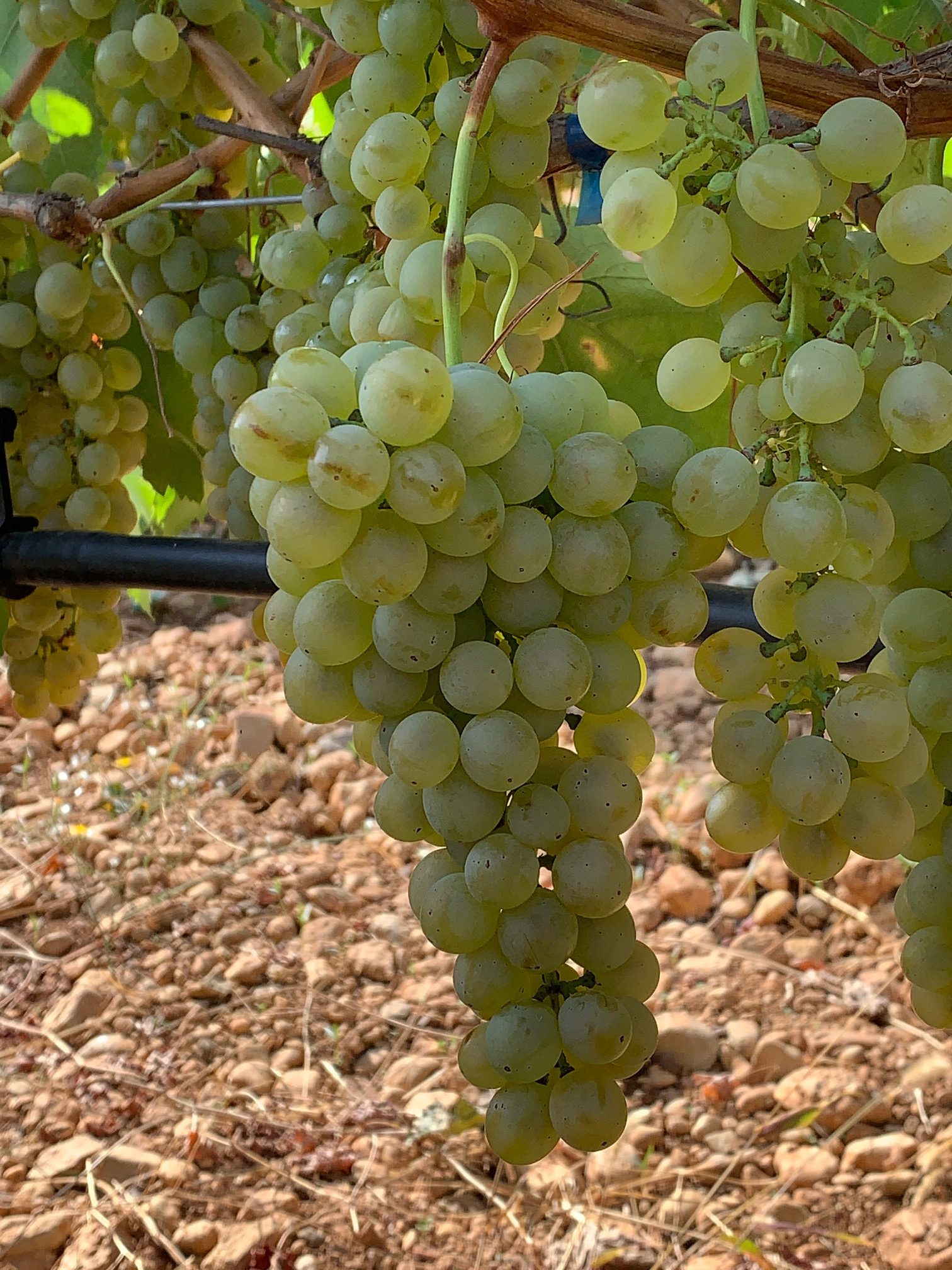 Assyrtiko Vineyards