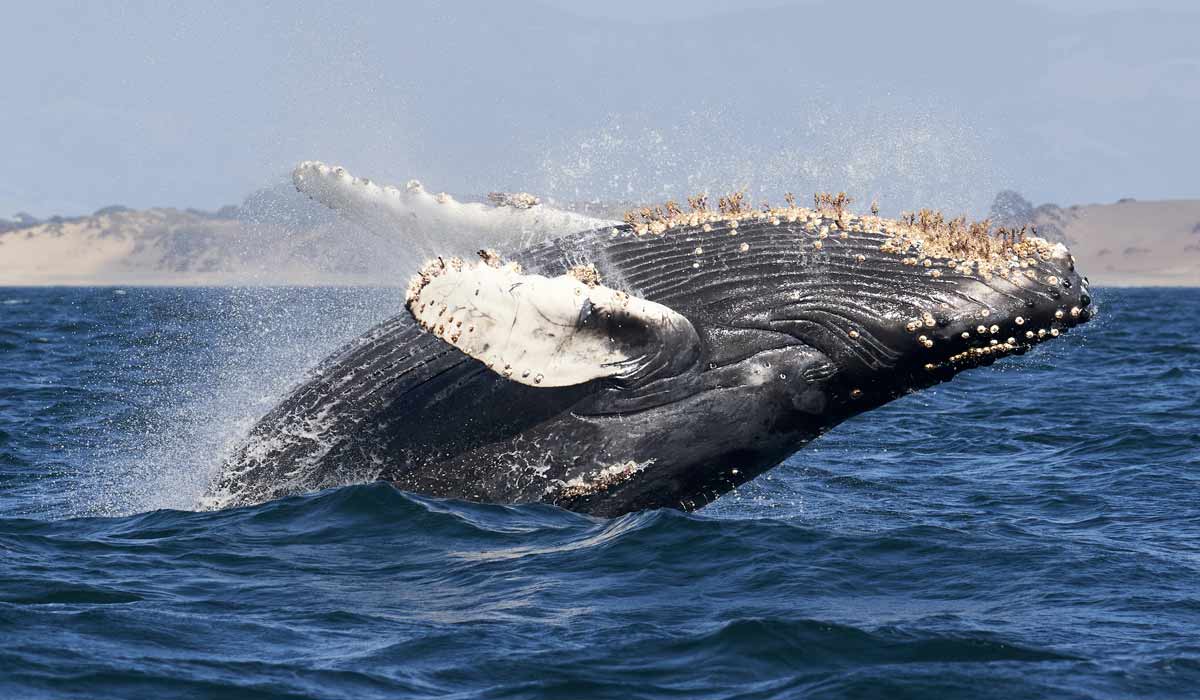 Ballena Marine Park Waters