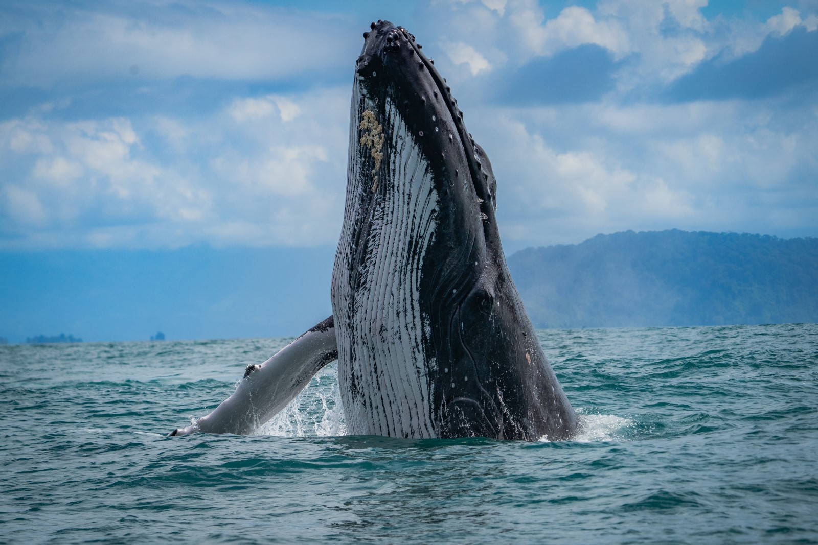 Costa Rica Whale Watching