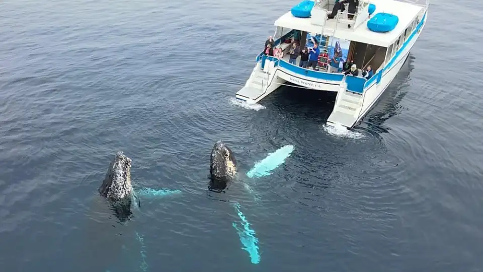 Cape Cod Whale Watching