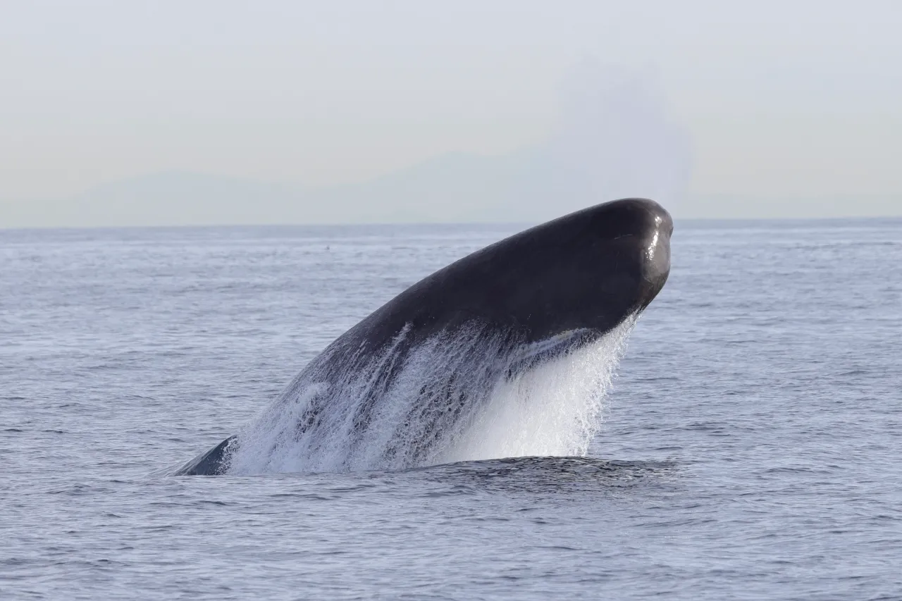 North Coast Marine Corridor