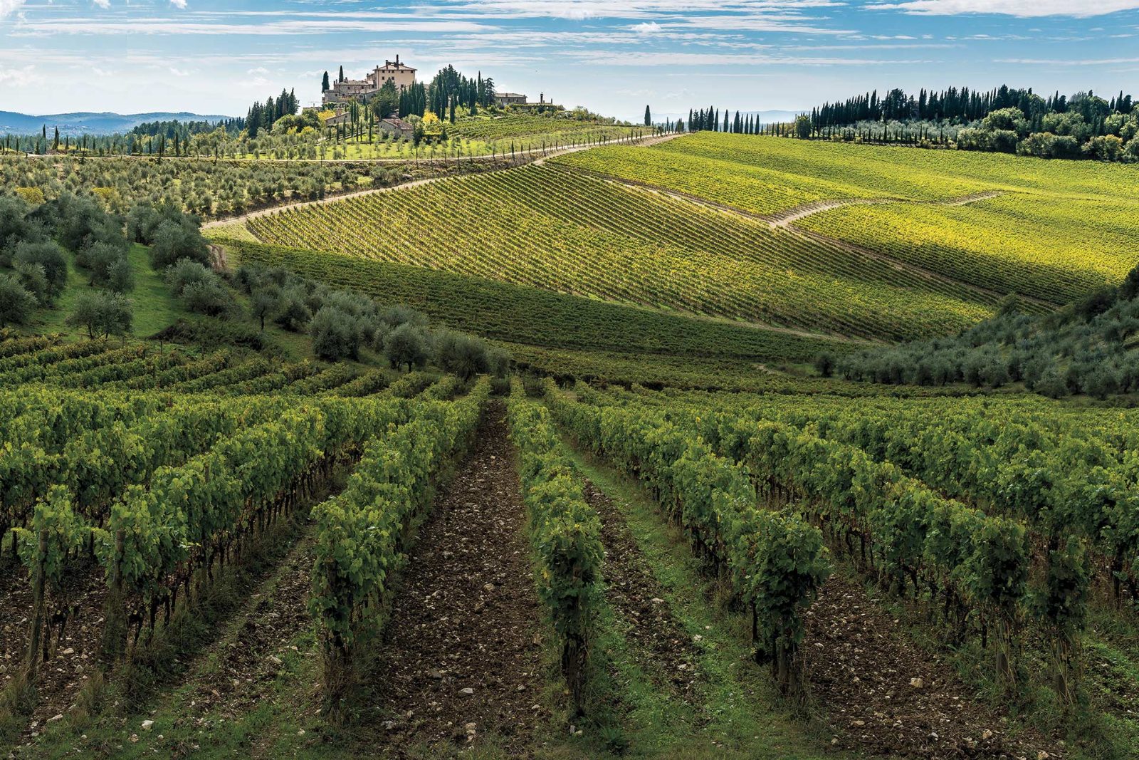 Vineyard Visit