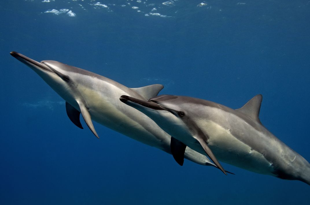Marine Life Sighting