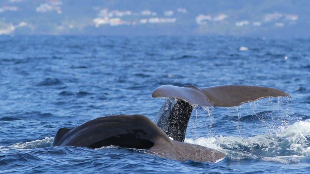 Pico Whale Watching