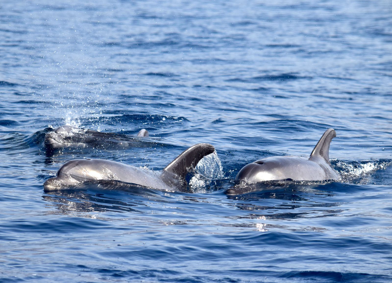 Atlantic Bottlenose Dolphins