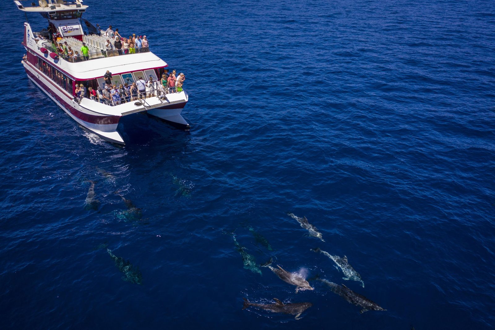 Tenerife Dolphin Watching
