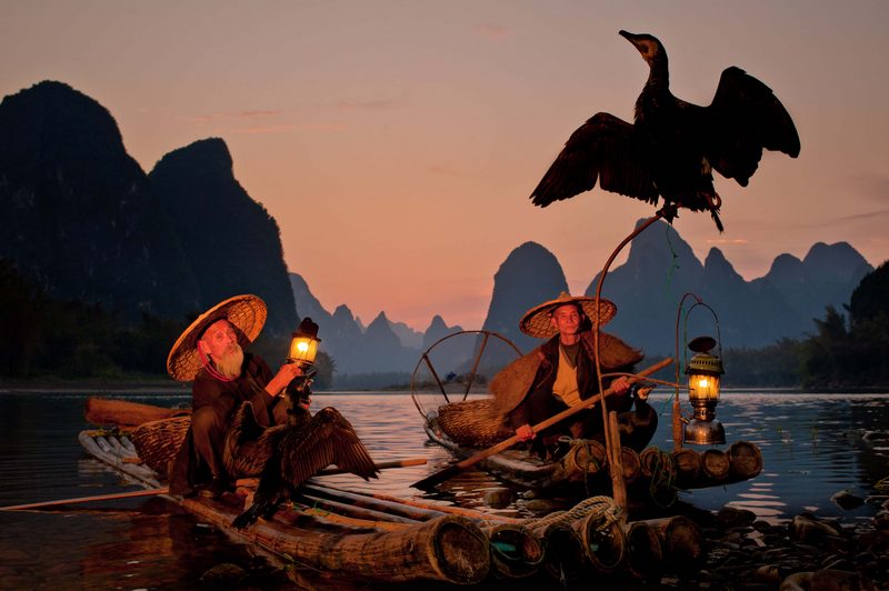 Cormorant Fishing Demonstration