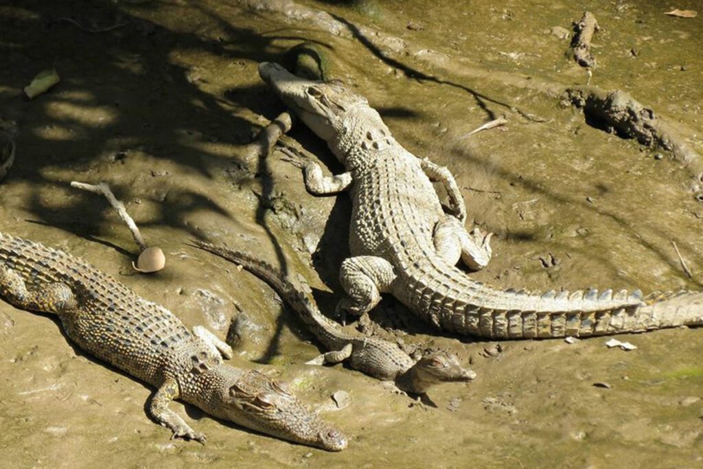 Lower Daintree Banks