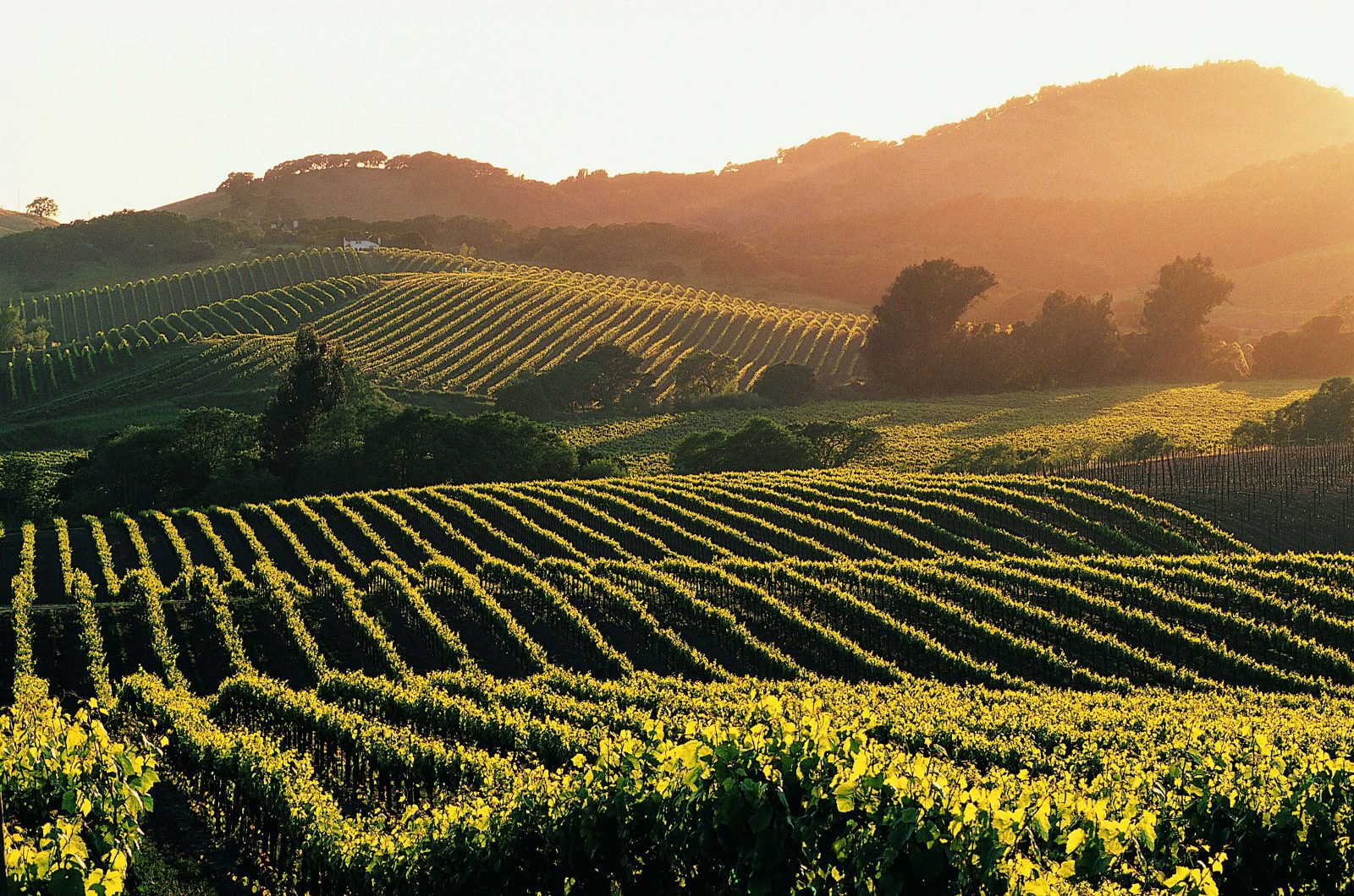Vineyard Walk