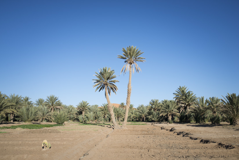 Hassi Labied Oasis
