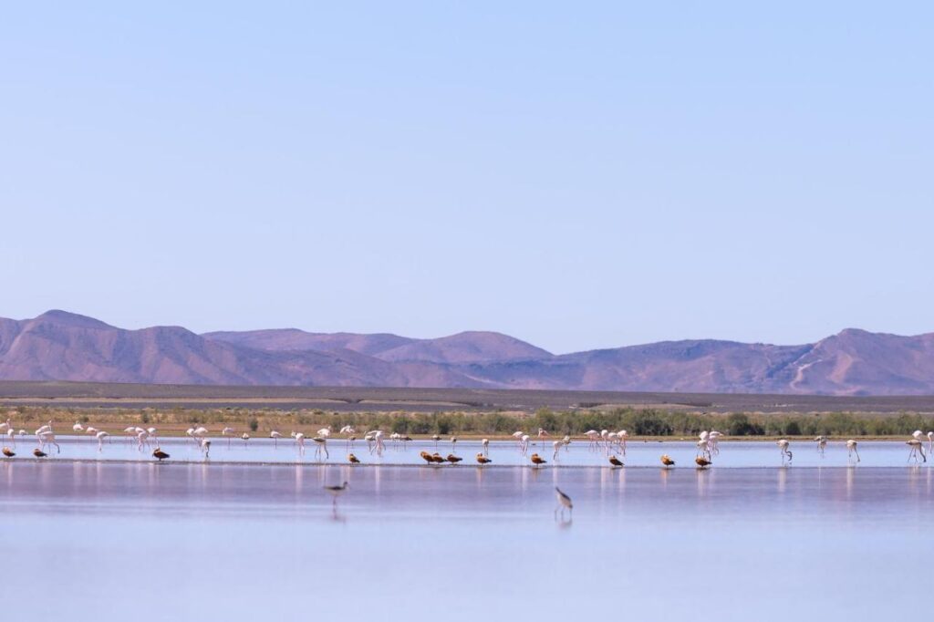 Dayet Srji Flamingo Lake