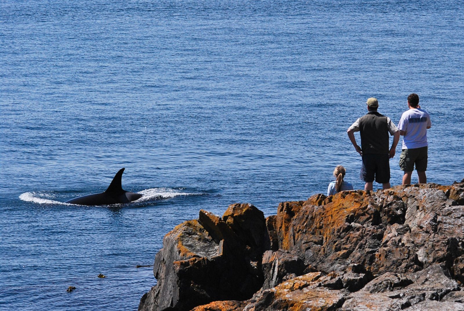 Washington Whale Watching