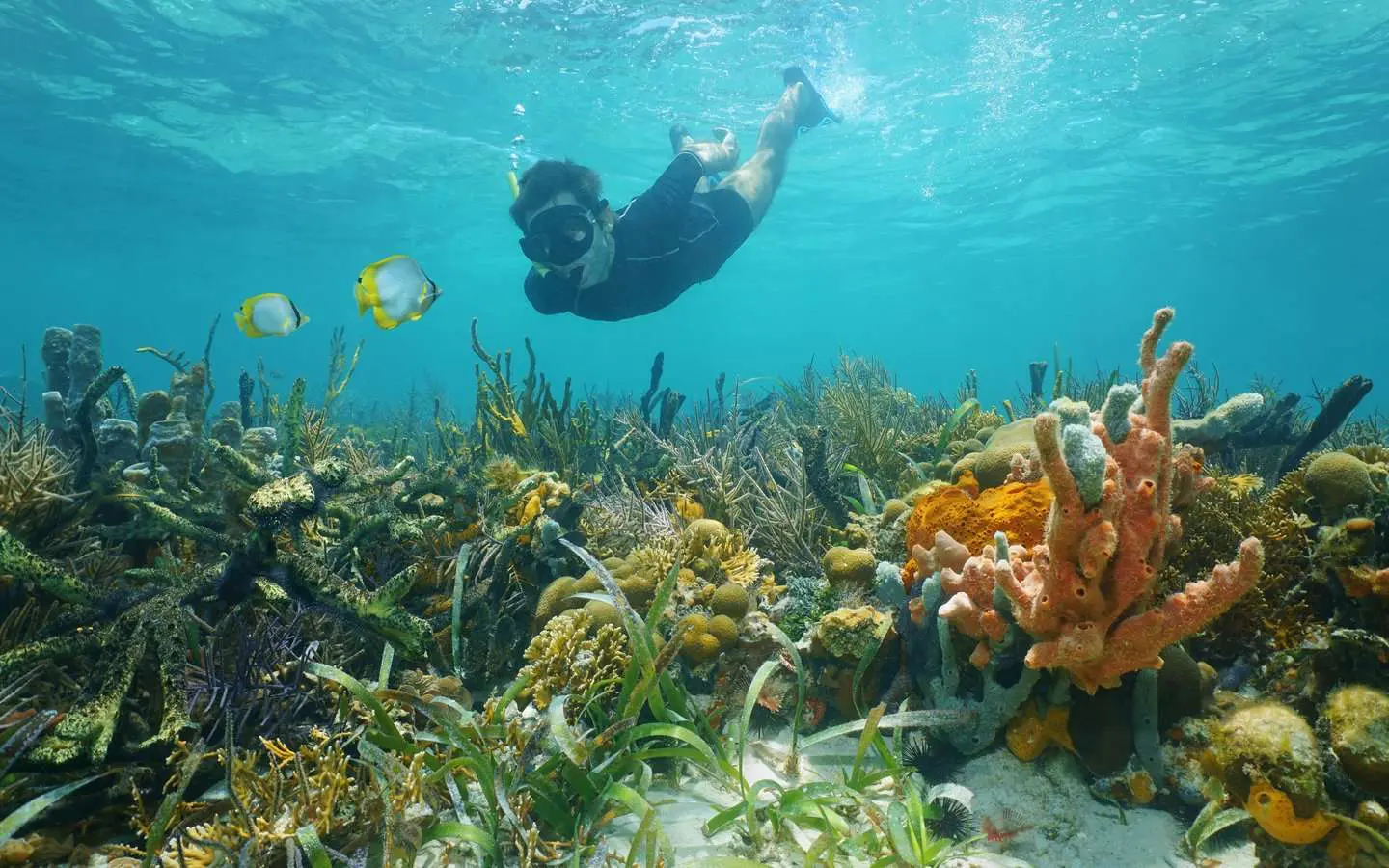 Caño Island Biological Reserve
