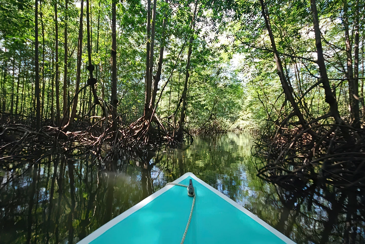 Río Sierpe Mangroves