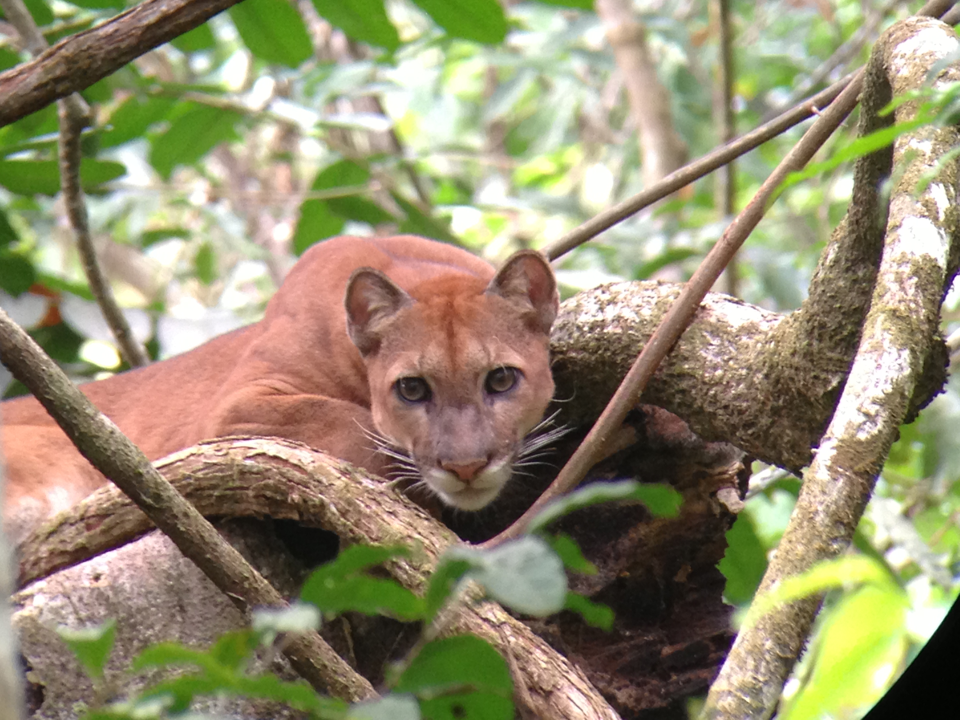 Sirena Trail Network – Morning Wildlife Circuit