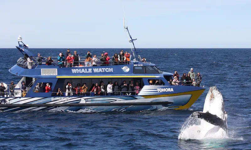 Brisbane Whale Watching Tours