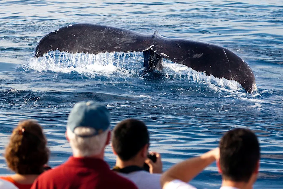 Nyc Whale Watching Adventure Cruise