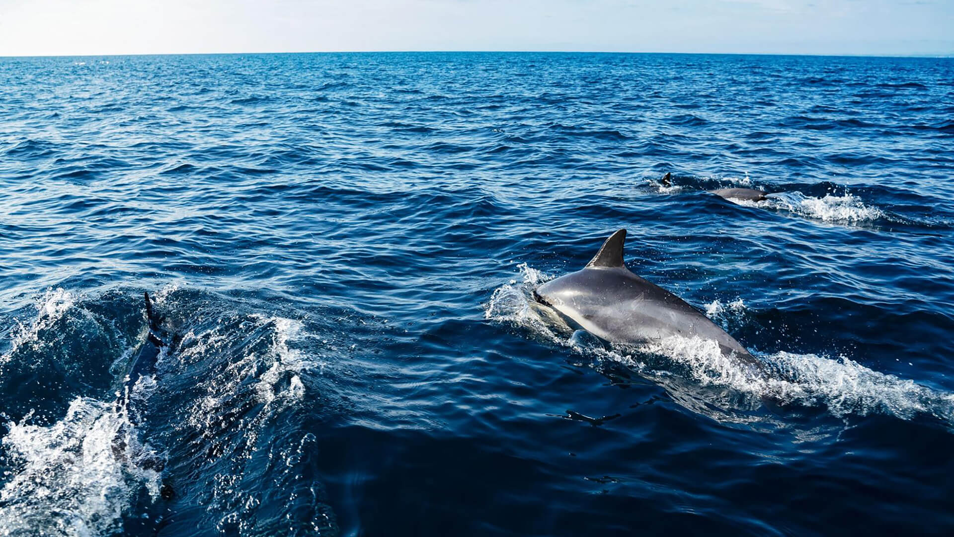 Dolphin Encounter